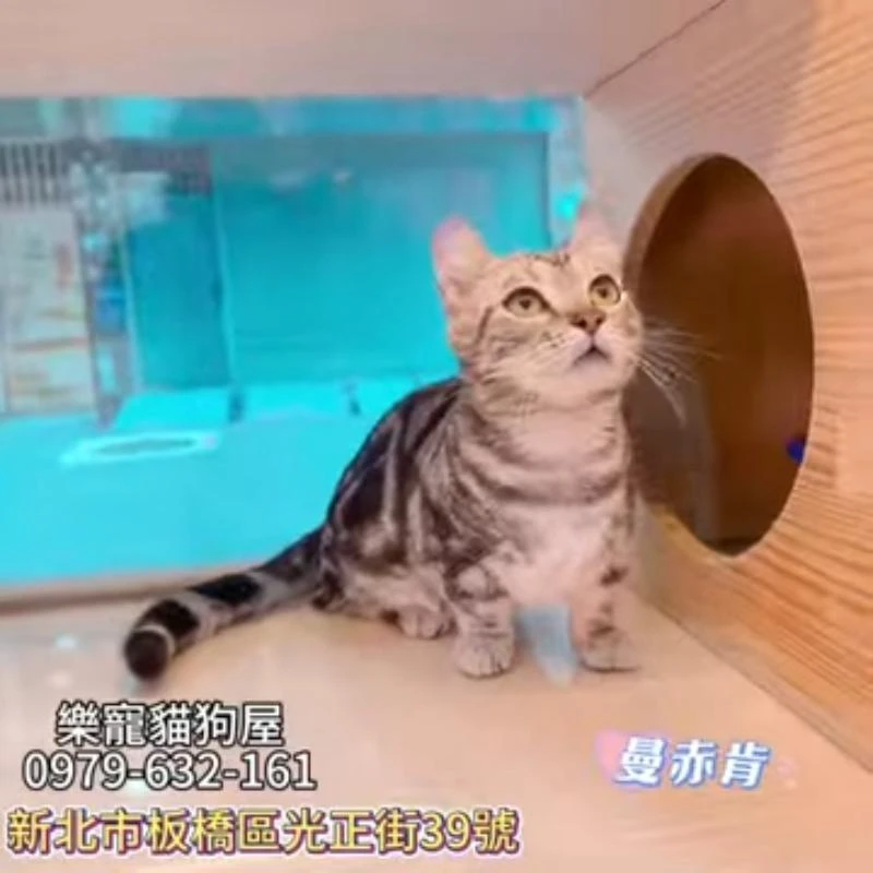 曼赤肯