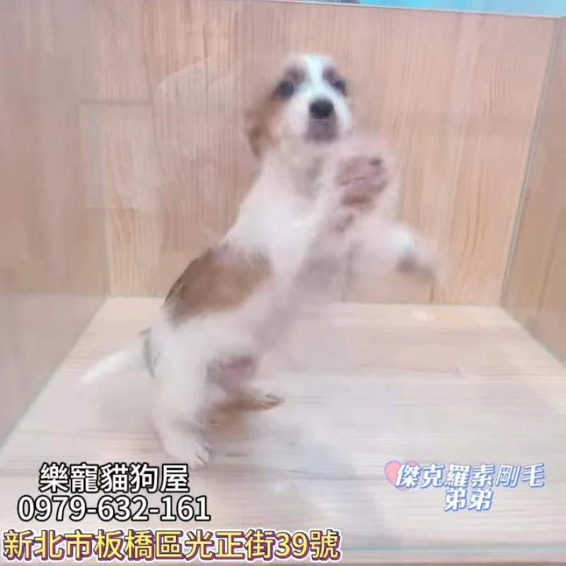 傑克羅素剛毛弟弟