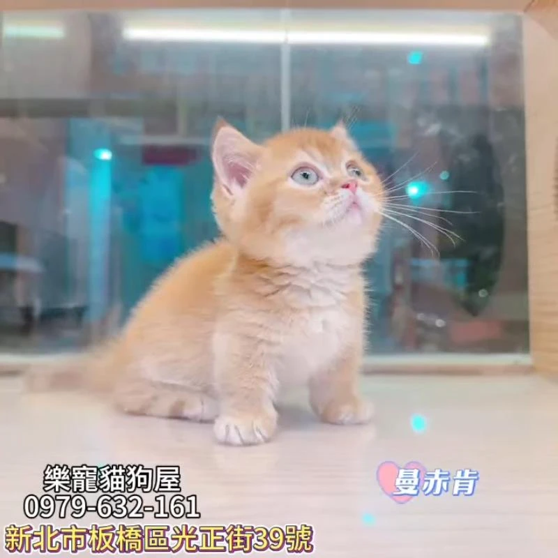 曼赤肯
