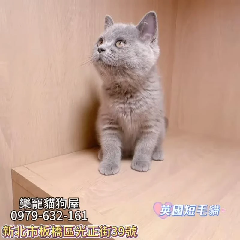 英國短毛貓,英短