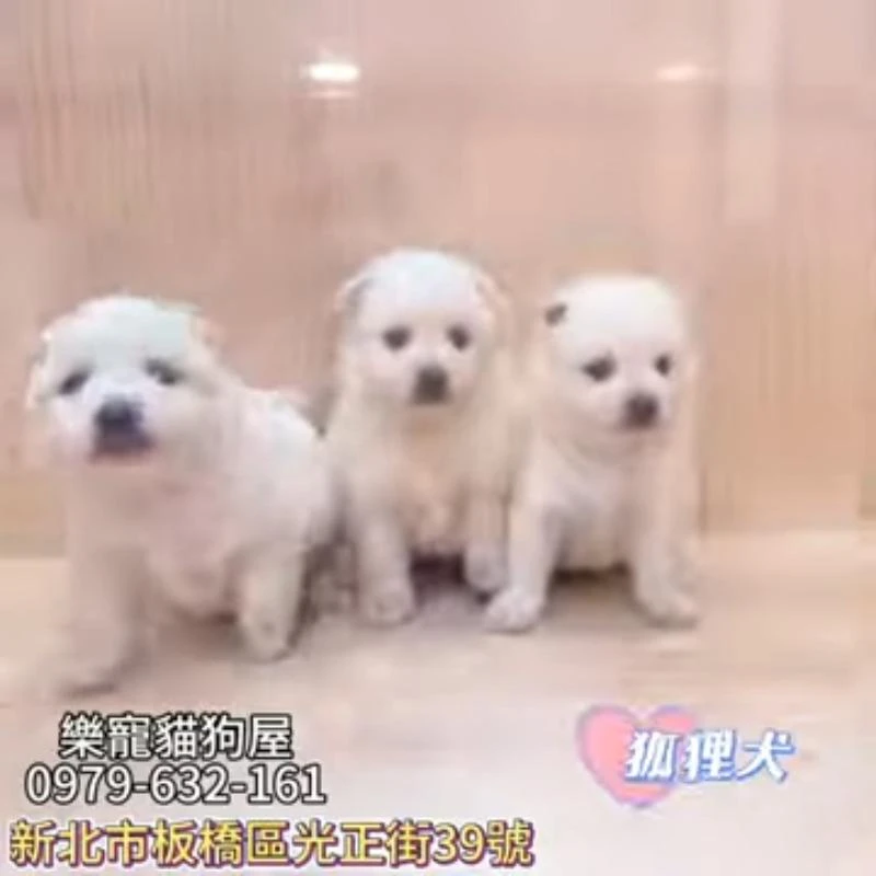 狐狸犬