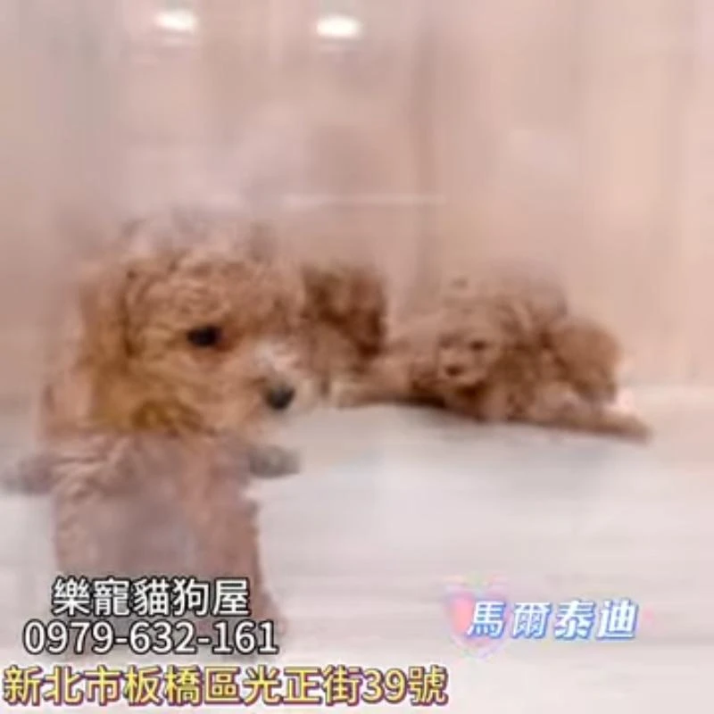 馬爾泰迪