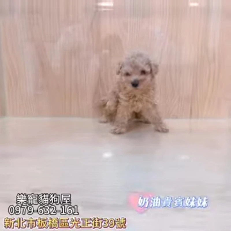 奶油貴賓妹妹,貴賓