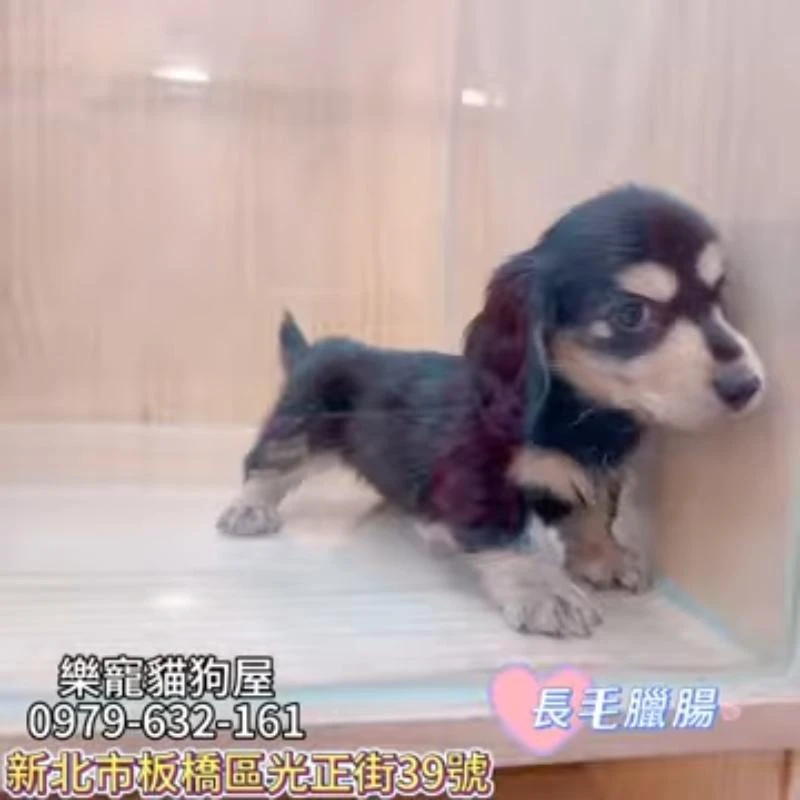 長毛臘腸,臘腸