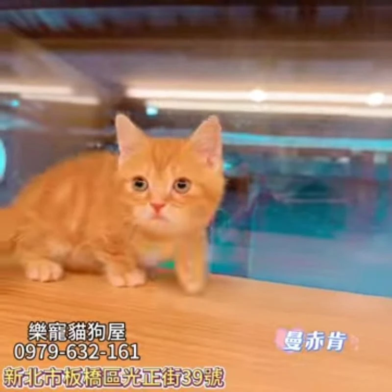 曼赤肯