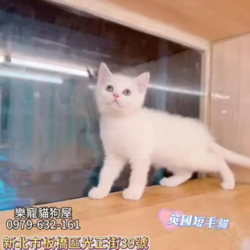 英國短毛貓