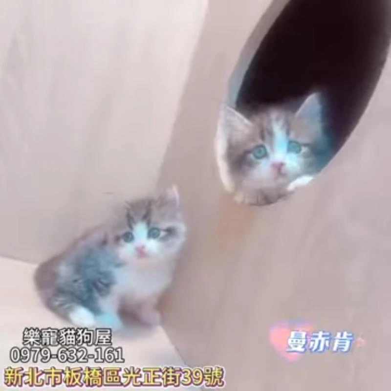 曼赤肯