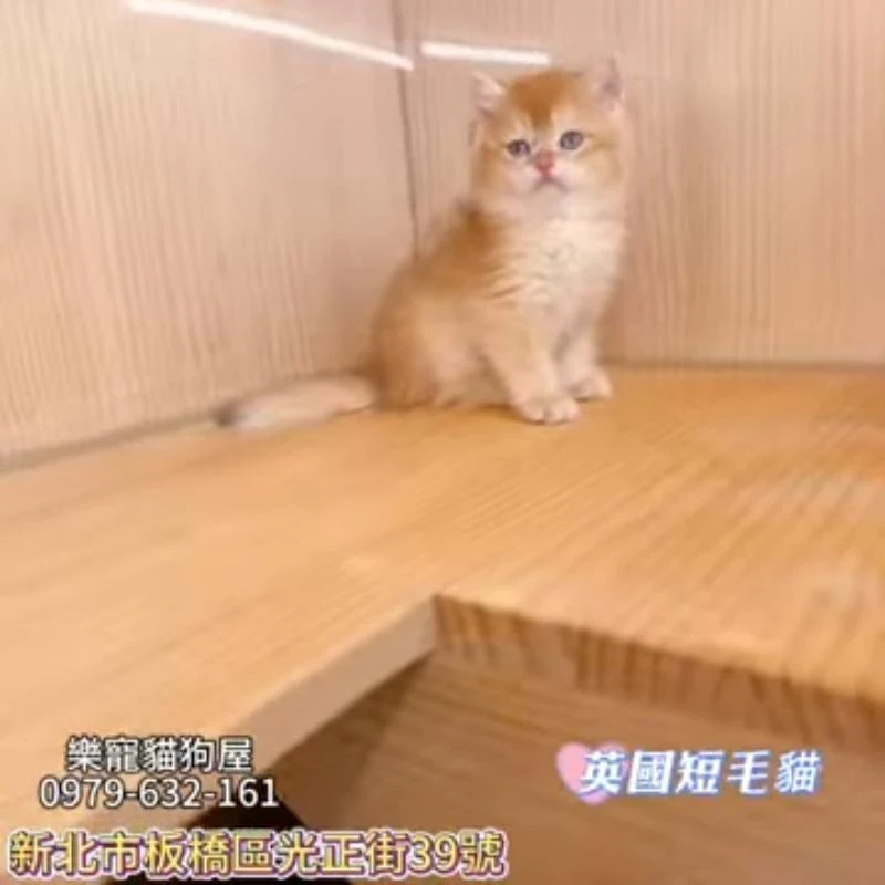 英國短毛貓