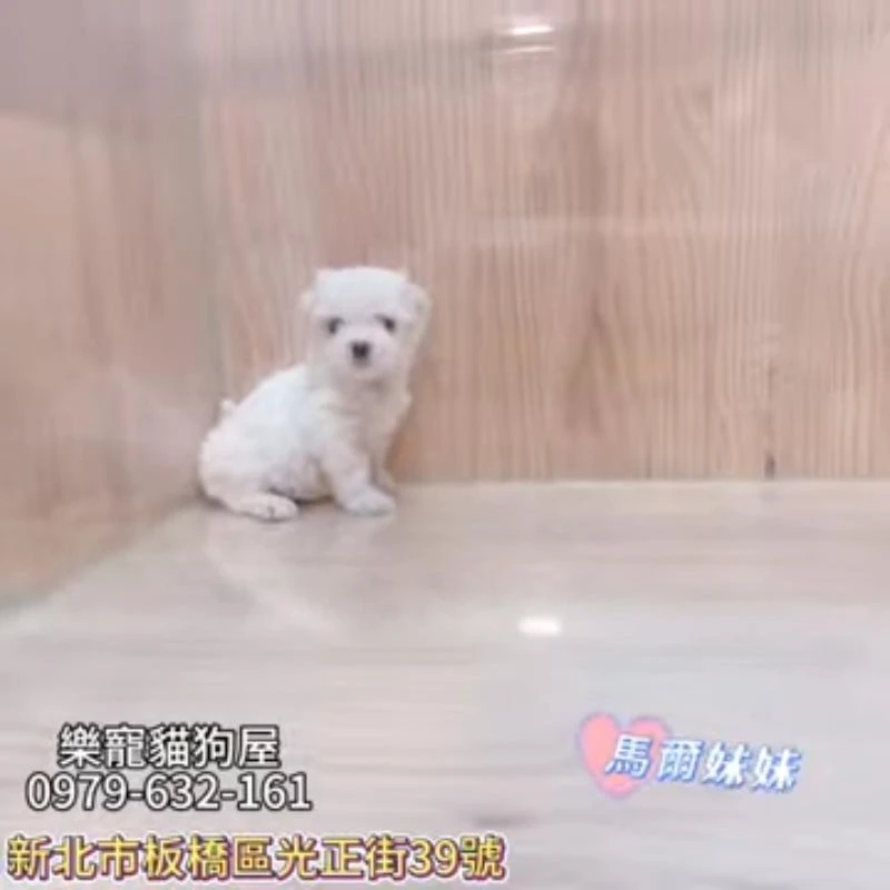 馬爾妹妹,馬爾濟斯