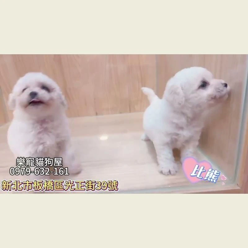 比熊