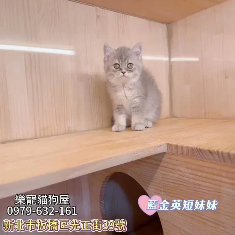 藍金英短妹妹