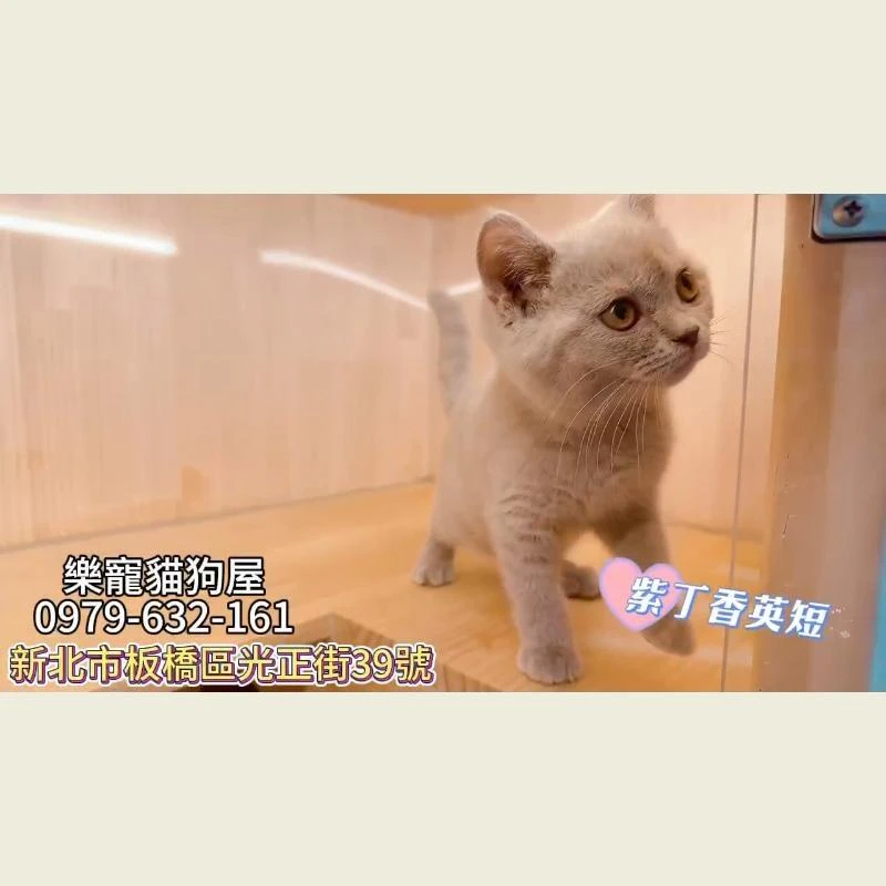 紫丁香英短,英短