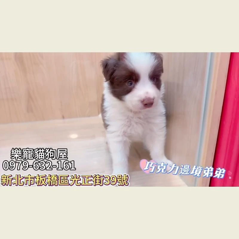 巧克力邊境弟弟,邊境