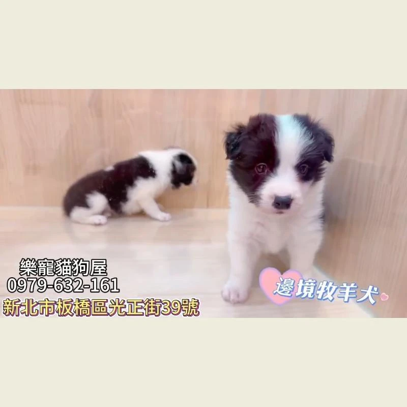 邊境牧羊犬