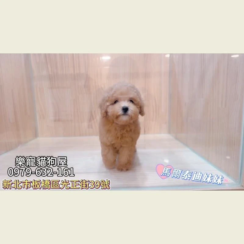 馬爾泰迪妹妹