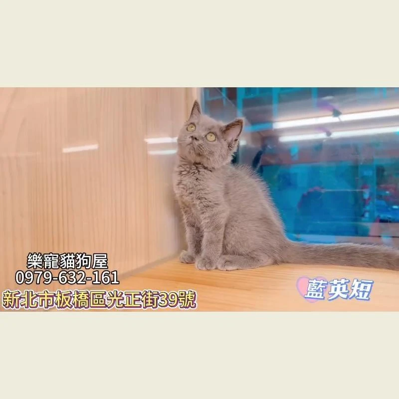 藍英短