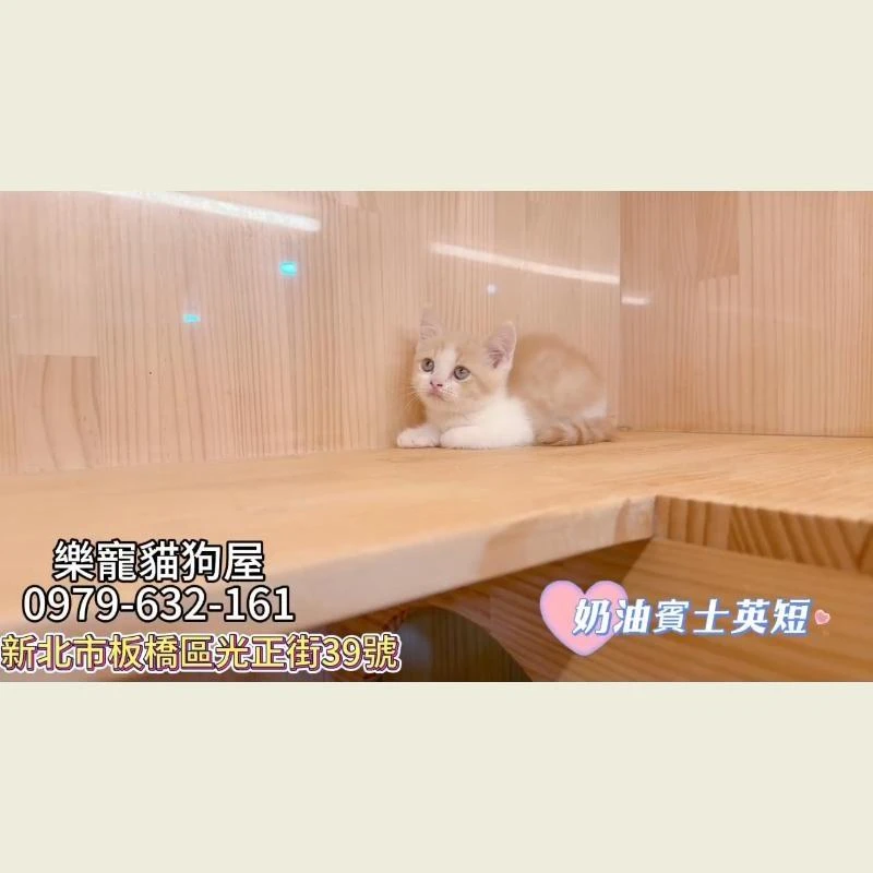 奶油賓士英短