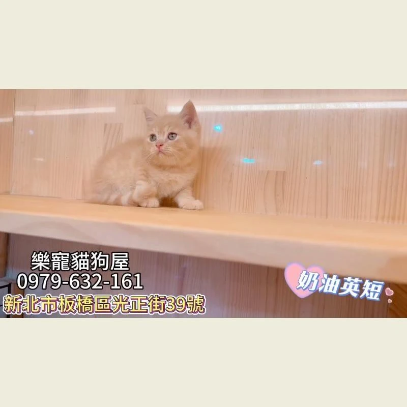 奶油英短