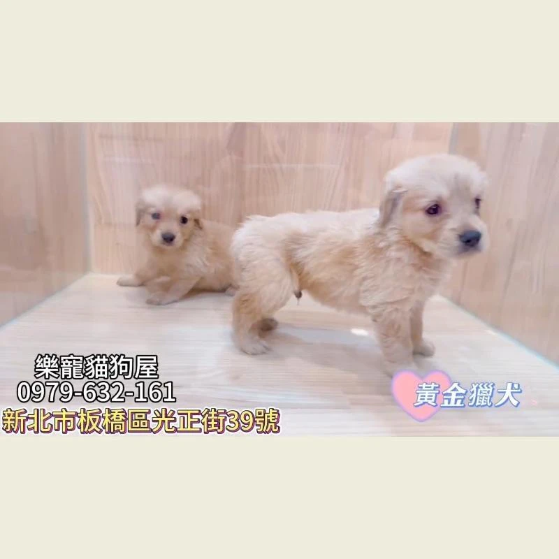黃金獵犬