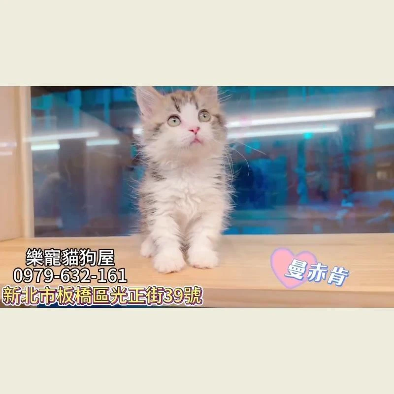 曼赤肯