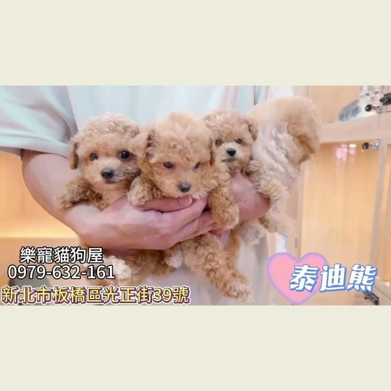 泰迪熊
