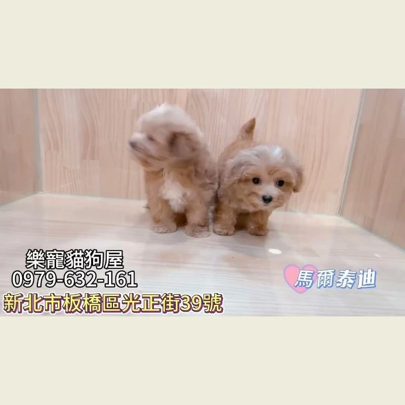 馬爾泰迪