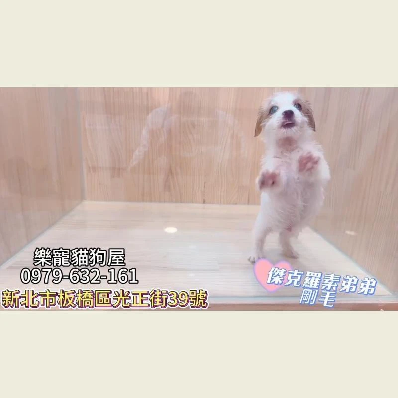 傑克羅素弟弟剛毛