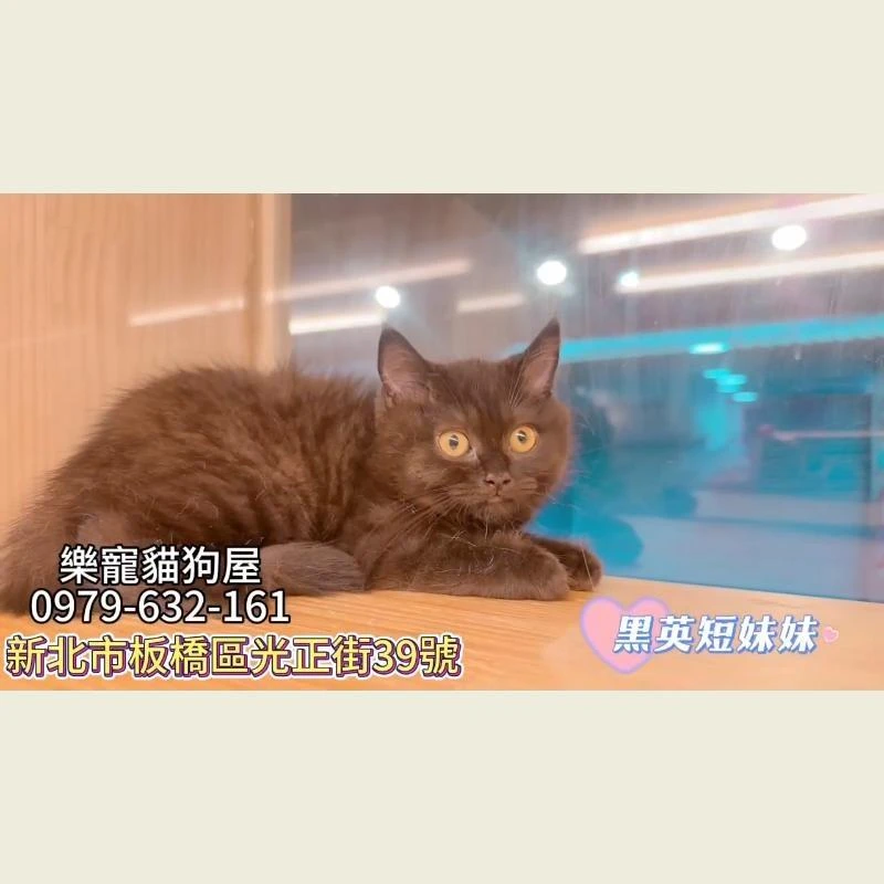 黑英短妹妹