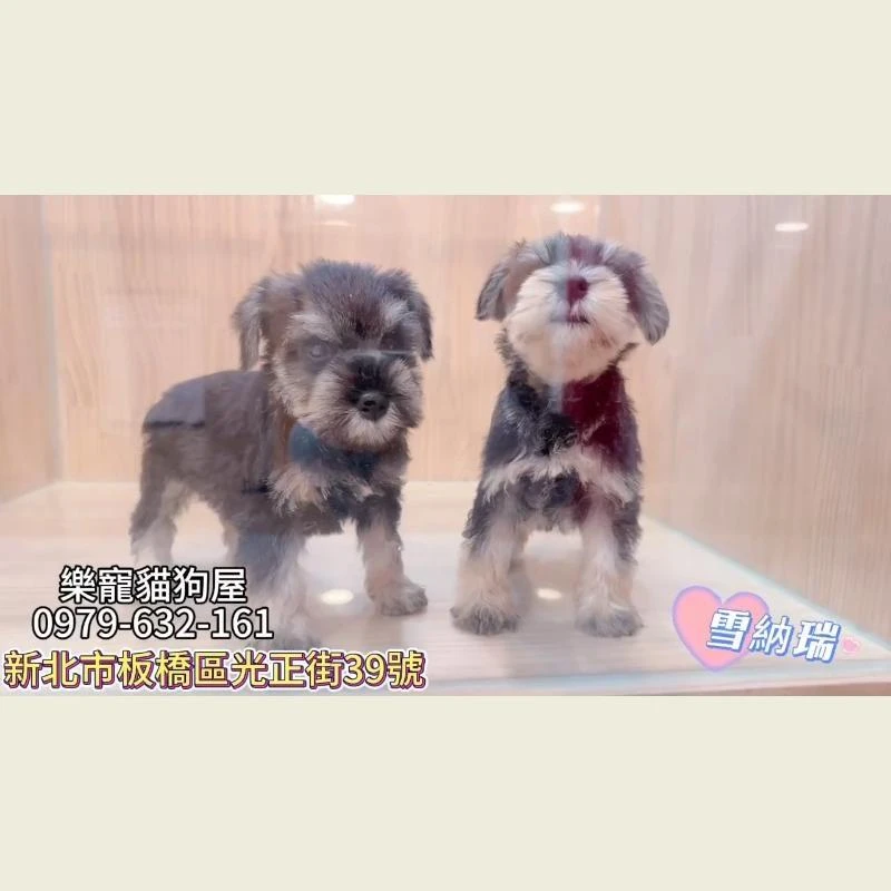 雪納瑞