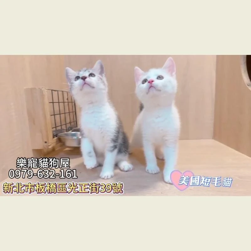 美國短毛貓