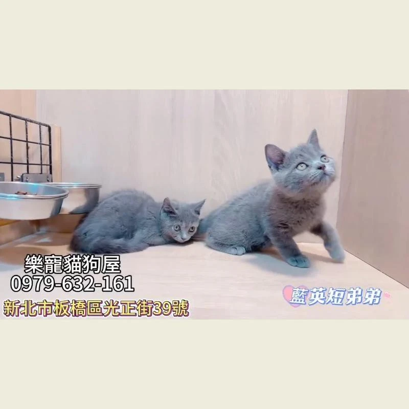 藍英短弟弟