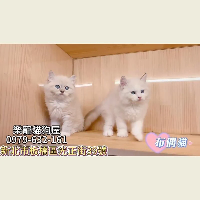 布偶貓
