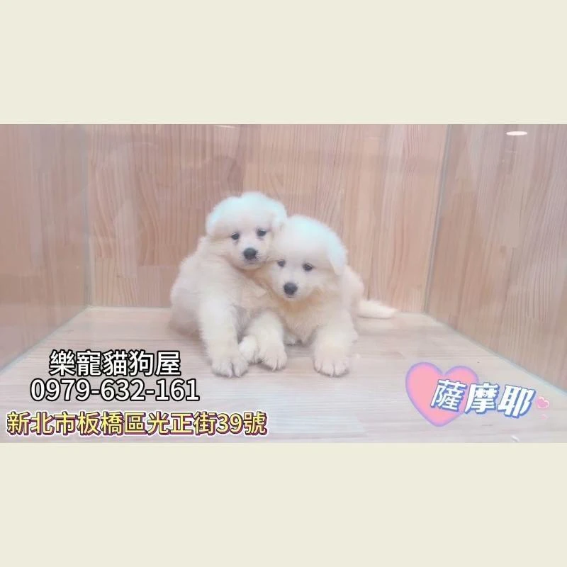 薩摩耶