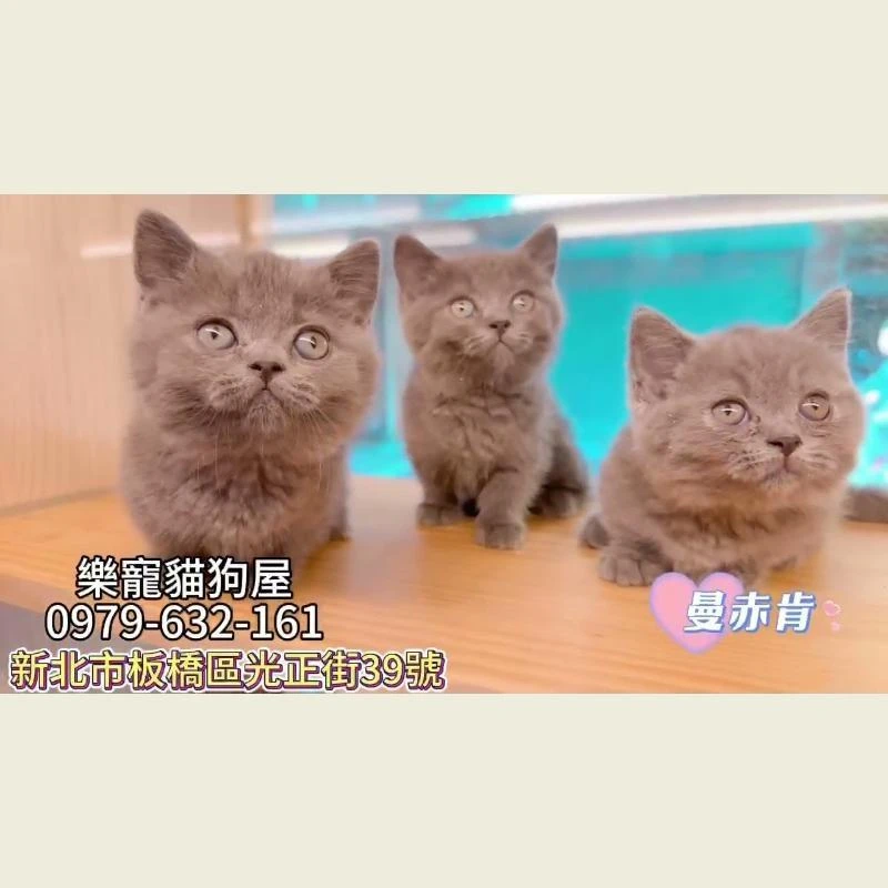 曼赤肯