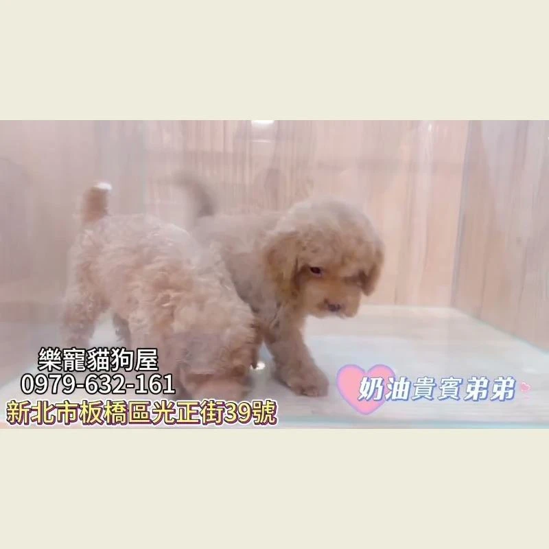 奶油貴賓弟弟