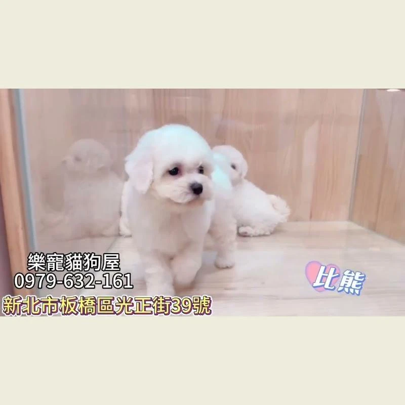 比熊