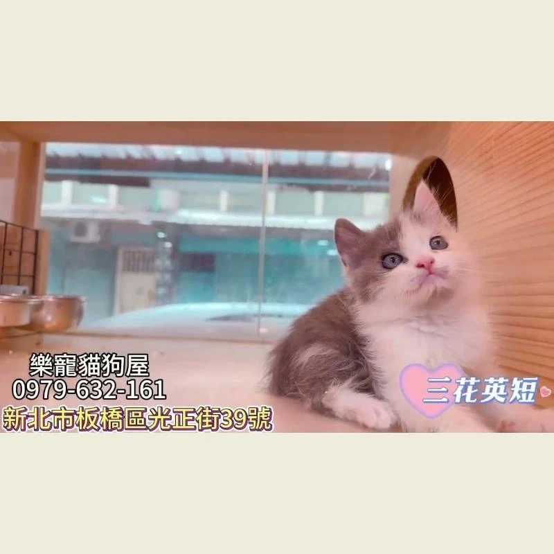 三花英短