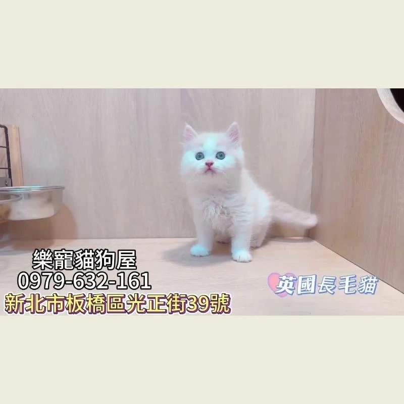 英國長毛貓