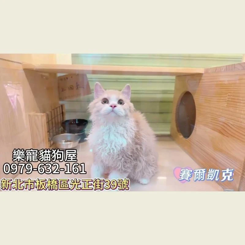賽爾凱克