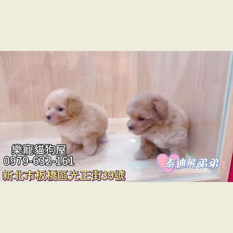 泰迪熊弟弟