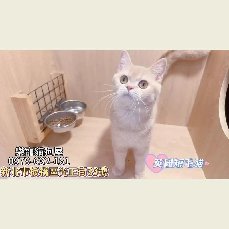 英國短毛貓,英短