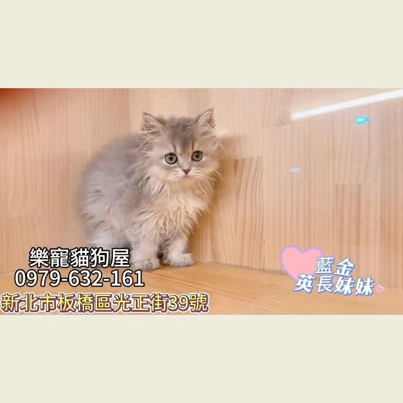 藍金英長妹妹,英國長毛貓