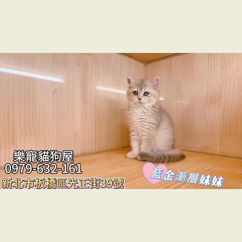 藍金漸層妹妹