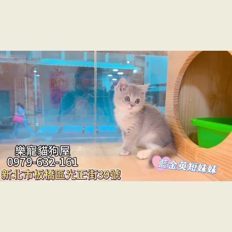 藍金英短妹妹,英短