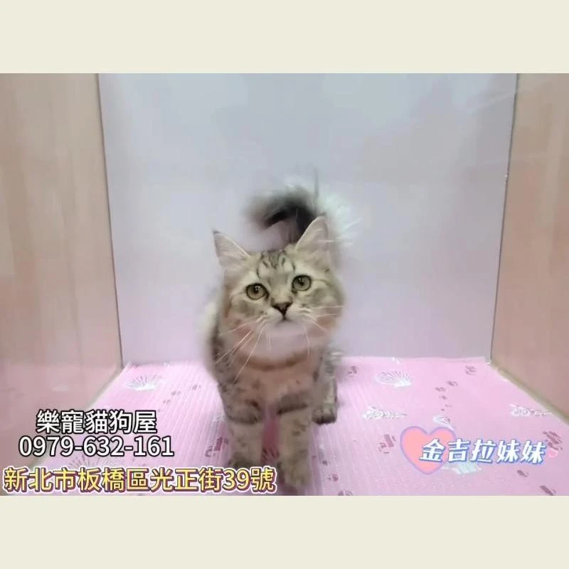 金吉拉妹妹