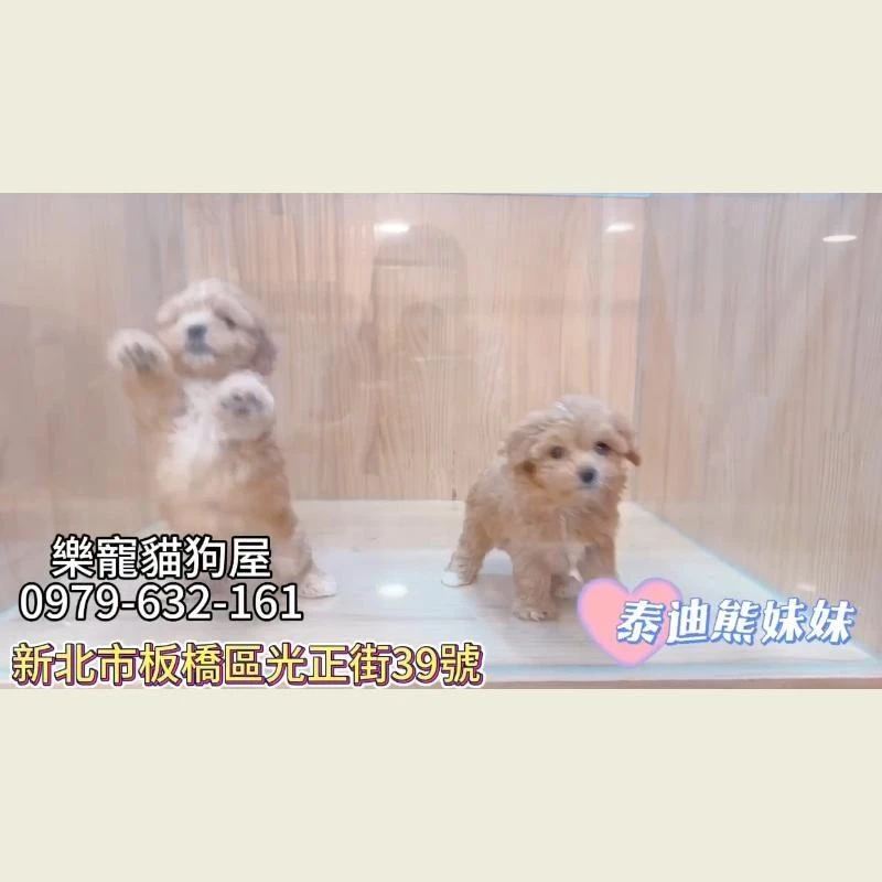泰迪熊妹妹