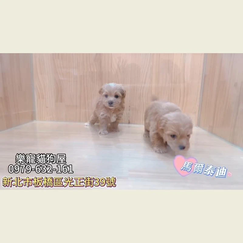 馬爾泰迪