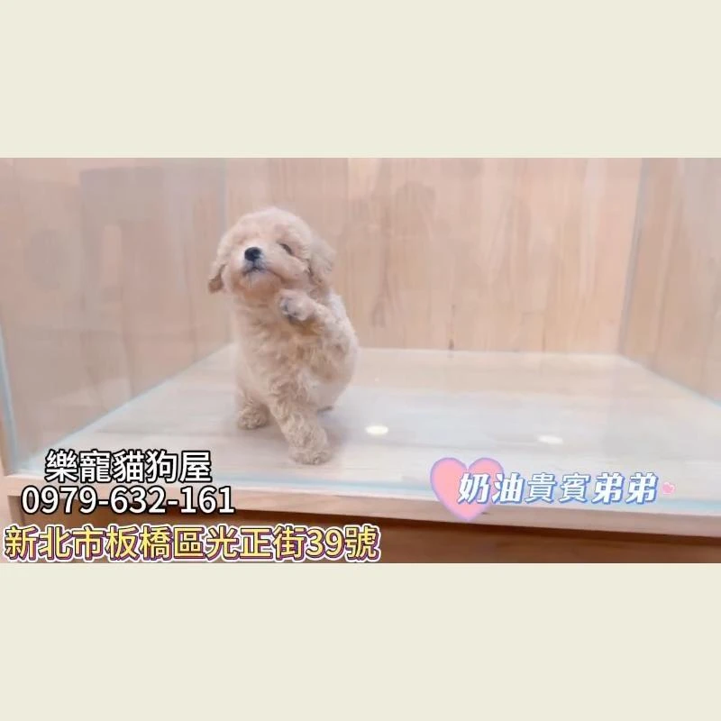 奶油貴賓弟弟,貴賓