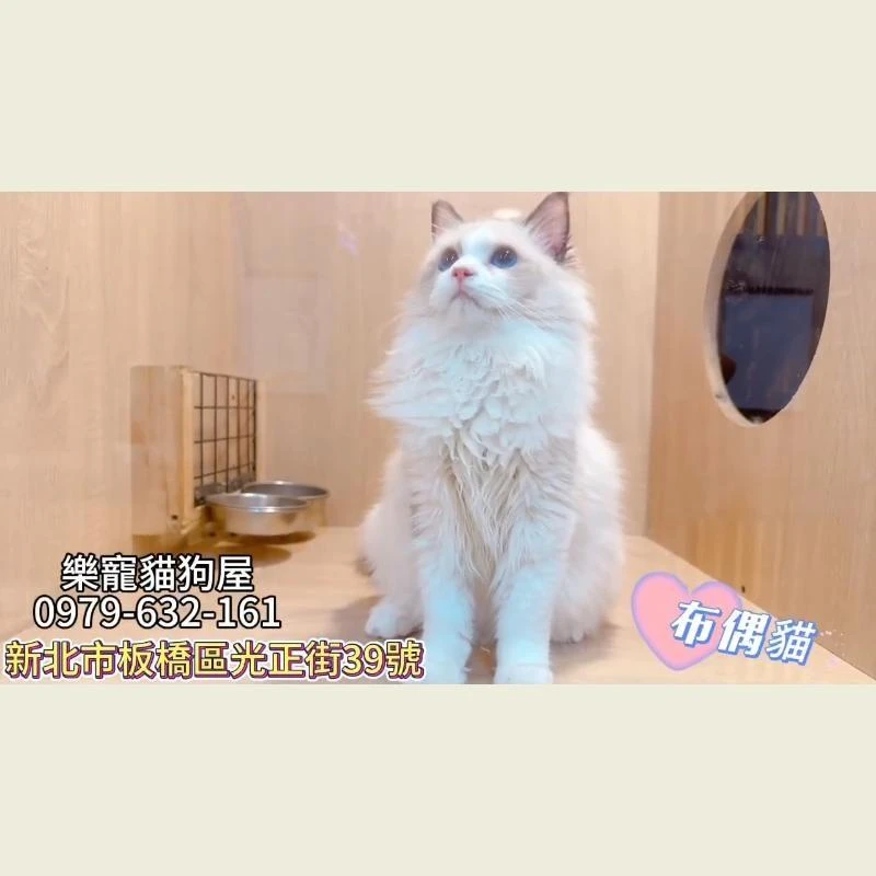 布偶貓,布偶幼貓