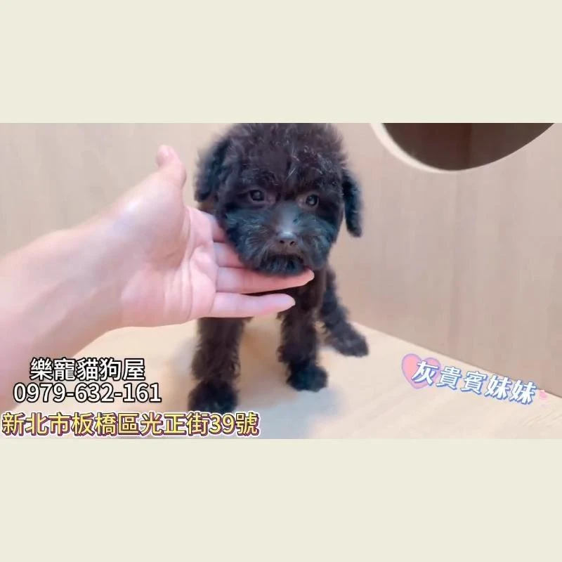 灰貴賓妹妹,貴賓